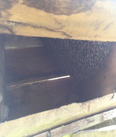 Khuan Sao Thong7.jpg