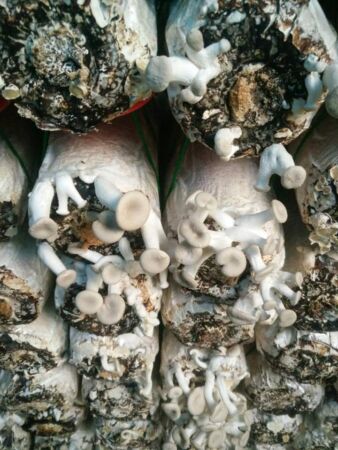 106121253 3682161968464640 1325191307783146132 N