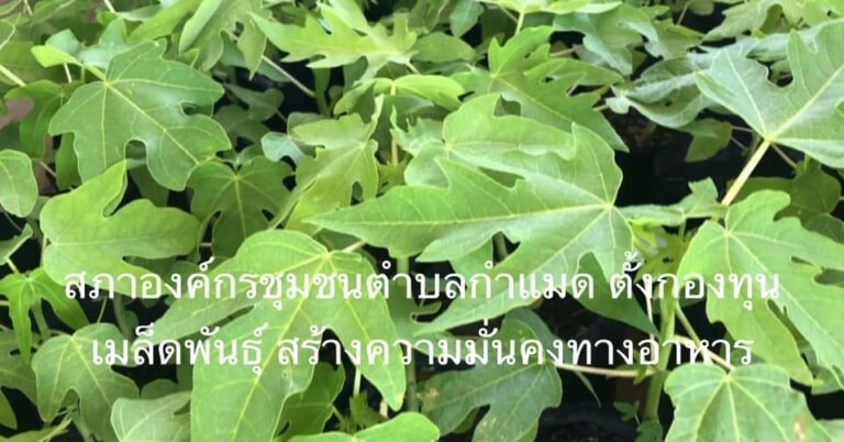 107523162 2891679450943535 702807439088988950 N