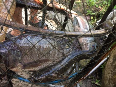 134448183 4272377449461574 3806826839588361691 N